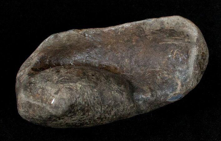 Fossil Cetacean (Whale) Ear Bone - Miocene #3492